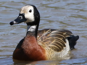 White-faced whistling-duck