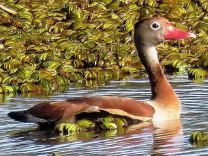 Black-bellied whistling-duck