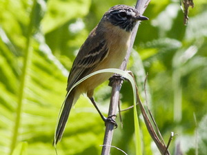 Tachurí canela