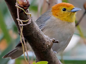 Tangará gris