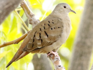 Torcacita colorada