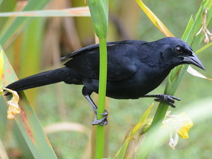 Tordo de matorral