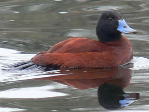 Lake duck