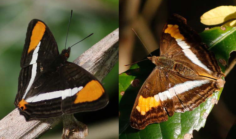 Diferencia entre zafiro común hembra y almirante menor