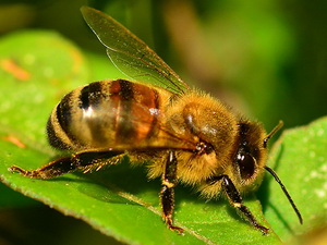 Abeja europea/Apis mellifera