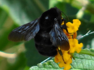 Abejorro/Bombus spp. 