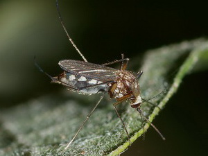 Floodwater mosquito/Aedes albifasciatus