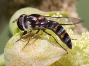 Mosca de las flores/Allograpta sp.