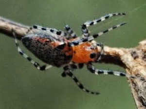 Araña tejedora roja