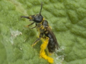 Abejitas negras - Familia Andrenidae