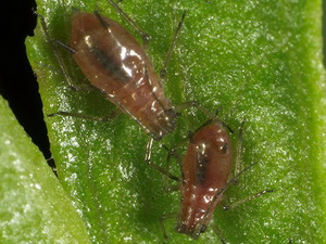 Pulgones - Familia Aphididae