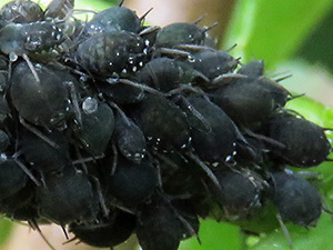 Pulgón negro de las habas/Aphis phabae