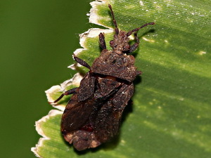 Chinches achatadas - Familia Aradidae