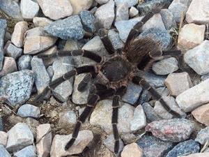 Misiones tarantula/Vitalius roseus