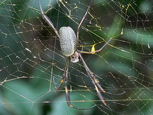 Golden Silk Orbweaver/Nephila clavipes