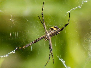 Silver argiope/Argiope argentata