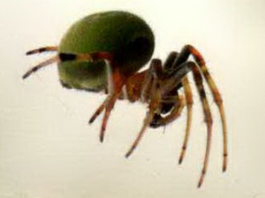 Araña del limonero/Araneus lathyrinus
