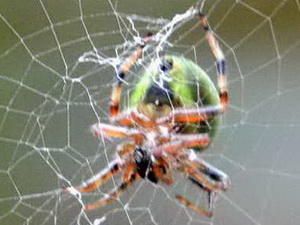 Araña tejedora/Araneus sp.