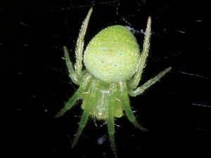 Orb weaver/Araneus uniformis