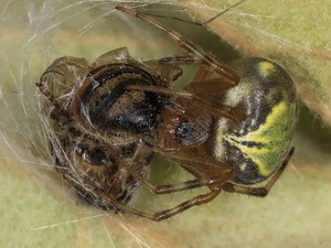 Orb weaver/Araneus workmani