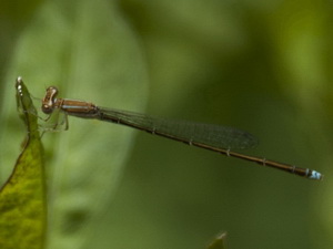 Caballito del diablo/Argentagrion ambiguum