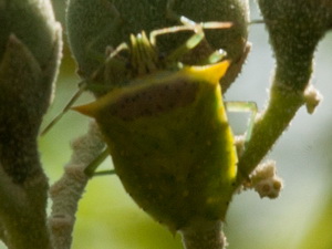 Tomato stink bug/Arvelius albopunctatus