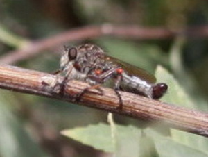 Moscas cazadoras - Familia Asilidae