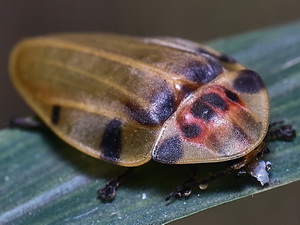 Firefly/Aspisoma stictica