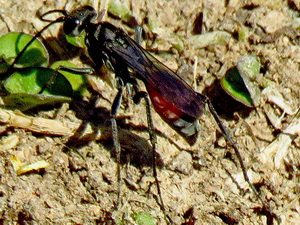 Avispas de cintura de hilo - Familia Sphecidae