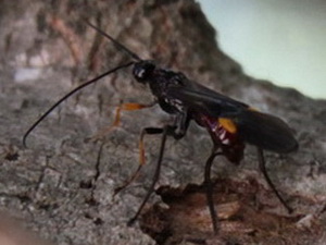 Avispas parásitas - Familia Braconidae