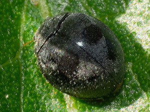 Vaquita/Azya luteipes