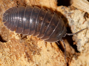 Bicho bolita/Armadillildium nasatum