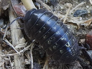 Pill bug/Armadillidium vulgare