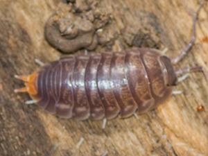 Bicho bolita/Cylisticus convexus