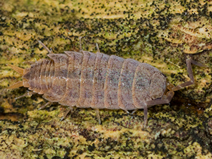 Sow bug/Porcellionides sexfasciatus