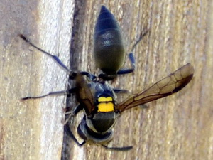 Camuatí/Polybia scutellaris