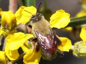 Abeja solitaria/Centris sp. 