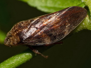 Spittlebug/Cephissus siccifolius 