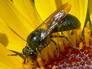 Abejita carpintera/Ceratina sp.