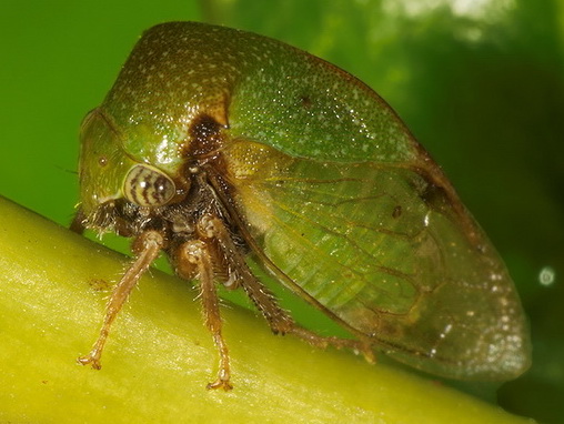 Treehopper/Ceresa sp.