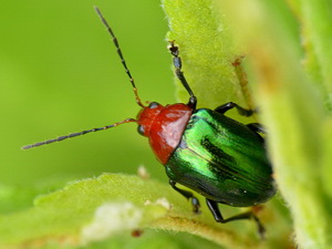 Escarabajo hoja/Chalcophana sp.
