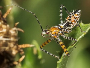 Assassin bug/Cosmoclopius nigroannulatus