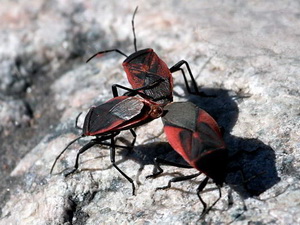 Chinche roja y negra/Largus rufipennis