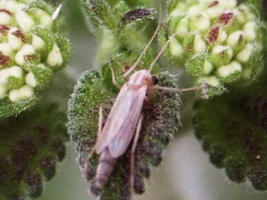 Mosquitos quironómidos - Familia Chironomidae