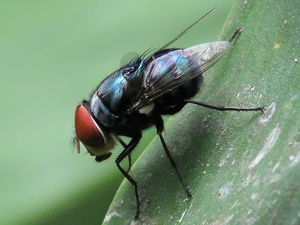 Mosca metalizada/Chrysomya megacephala