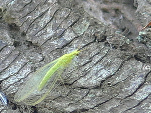 Crisopa verde/Chrysoperla externa