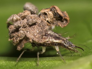 Crisopas - Familia Chrysopidae