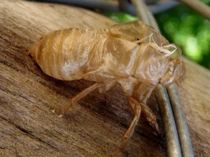 Chicharras - Familia Cicadidae