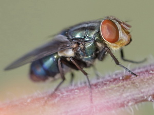 Mosca metalizada/Cochliomyia sp.