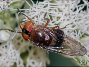 Mosca de las flores/Copestylum sp.